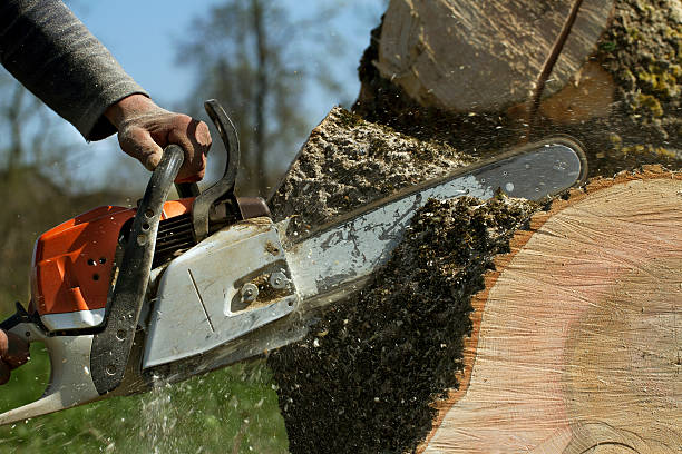 How Our Tree Care Process Works  in  Shandon, CA